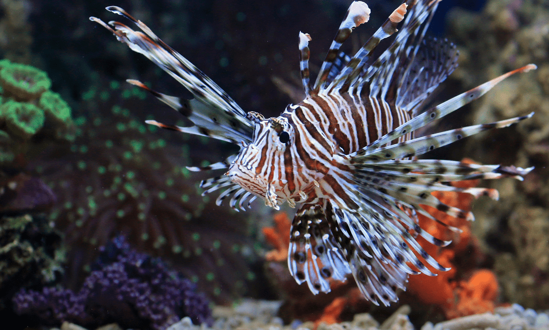 Unwelcome Visitors: Understanding Florida’s Invasive Species