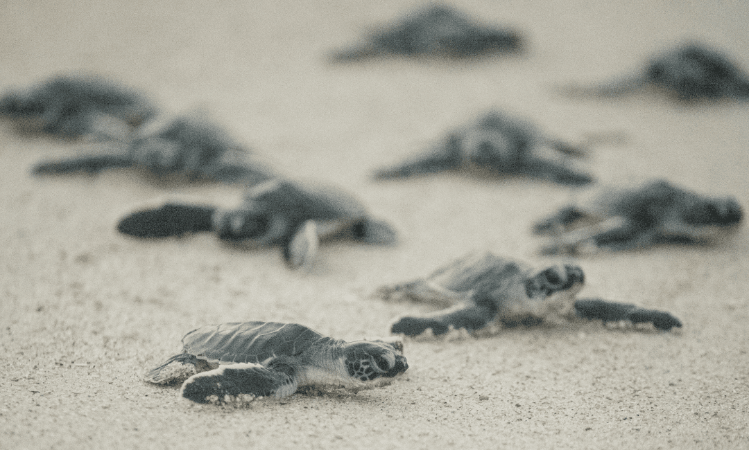 Sharing the Shore: Sea Turtle Season and Why Clean Beaches Save Lives